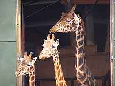 Marwell Wildlife giraffe photo (formerly Marwell Zoological Park)