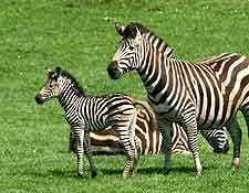 Picture of zebras enjoying the summer sunshine