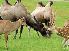 View of the park's Bactrian camels and antelopes