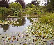 View of the lake at Stewart's Burnby Hall Gardens on the outskirts of York